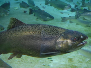 養殖ニジマス　海で畜養にしてご当地サーモンとして販売 rainbow trout