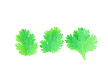 Flat lay of fresh green coriander leaves isolated on white background, Top view and soft focus
