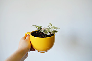 Hand holding tradescantia house plant in yellow cup over white