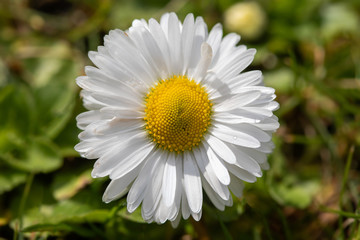 Obraz premium English Daisy (Bellis perennis) in the spring meadow