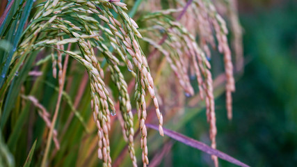 close up of rice and morning dew