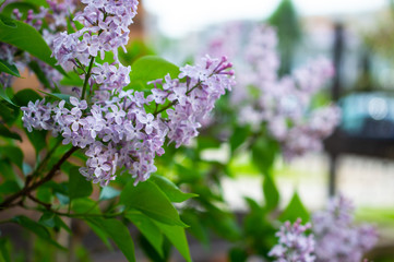 lilac branch on a blurred background