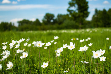 white wildflowers on blurred background