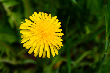 yellow dandelion flower on a dark green background