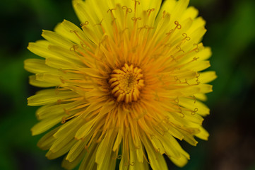 yellow dandelion flower on a dark green background
