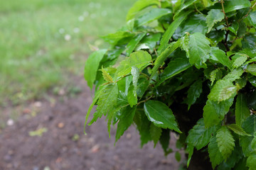 Zelkova serrata (Goblin), outdoor plants 2020