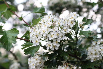 Lots of little white flowers. Background with small flowers. Bush with flowers.