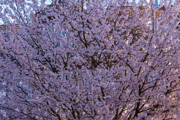 Pink flowers of a blossoming ornamental cherry tree, floral background, Prunus serrulata