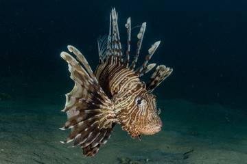 Lion fish in the Red Sea colorful fish, Eilat Israel
