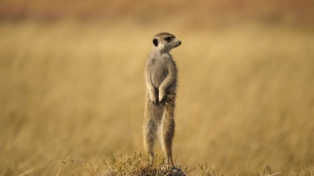 One meerkat standing upright on sand mound balancing on breezy day, Botswana, close up