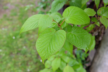 Actinidia kolomikta (f.male), outdoor plants 2020