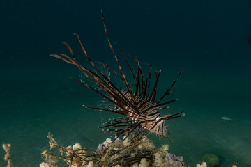 Lion fish in the Red Sea colorful fish, Eilat Israel

