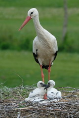 Hamburg Altengamme. NABU Hamburg erwartet Rekordjahr für Storchennachwuchs.