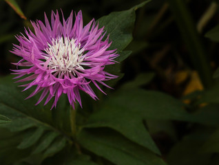 Purple flower. Wild Aster. Prickly flower. A fluffy lilac flower.