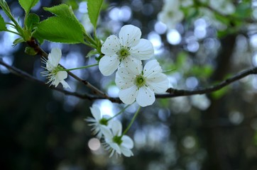 apple tree blossom