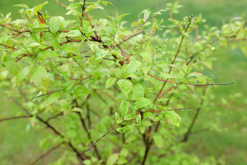 Naklejka premium Itea japonica (Beppu), outdoor plants 2020