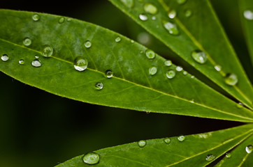 Abstraction growing green leaves on a light background outdoors