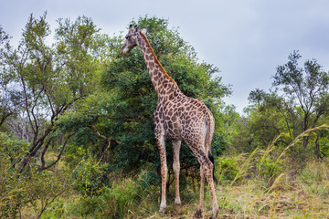 Gorgeous giraffes graze