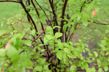 Itea japonica (Beppu), outdoor plants 2020