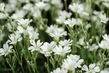 Lots of white flowers. Little flower. The local flowers.