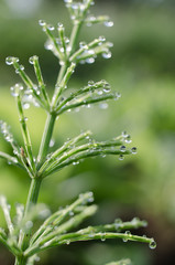 Green horsetail outdoors grows in the morning with dew