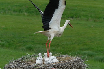 Hamburg Altengamme. NABU Hamburg erwartet Rekordjahr für Storchennachwuchs.