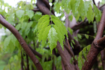 Obraz premium Wisteria sinensis (Silver Prolific), outdoor plants 2020