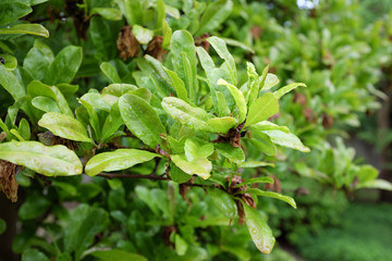 Magnolia stellata (Harvard Centennial), outdoor plants 2020