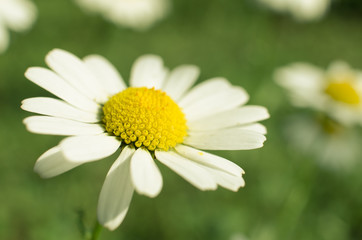 Fototapeta premium Beautiful fresh daisies bloom outdoors in the field
