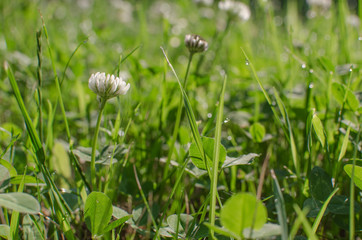 Grass, clover growing in forest or field