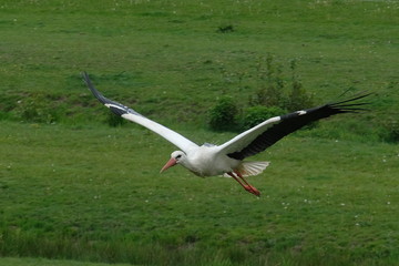 Hamburg Altengamme. NABU Hamburg erwartet Rekordjahr für Storchennachwuchs.