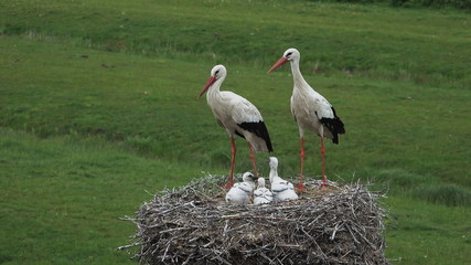 Hamburg Altengamme. NABU Hamburg erwartet Rekordjahr für Storchennachwuchs.