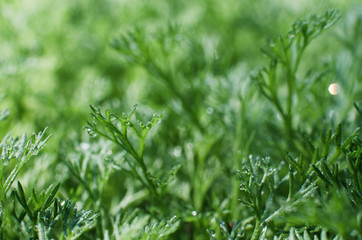 Fototapeta na wymiar Fresh juicy green grass for summer