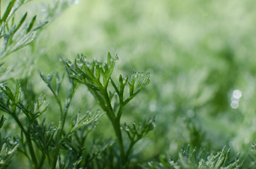 Fresh juicy green grass for summer