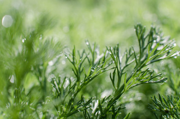 Fresh juicy green grass for summer