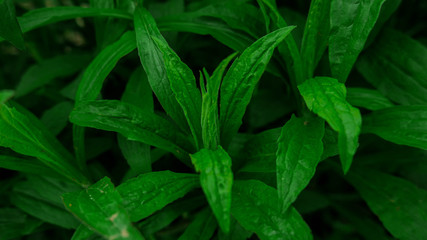 Green leafs
