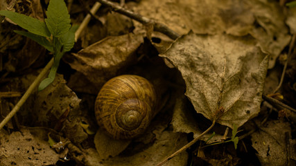 brown snail