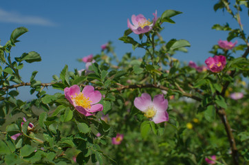 Beautiful fresh roses grow outdoors in the summer