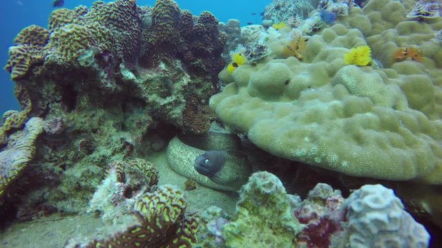 Marine scuba diving, Underwater colorful tropical coral reef seascape. Dangerous poisonous moray murena eel deep in the ocean. Corals aquatic ecosystem paradise background. Water extreme sport hobby