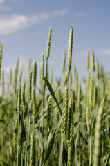 Fototapeta premium Spikelets of wheat growing outdoors, good harvest, very flour and bread