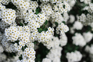 Lots of little white flowers. Background with small flowers. Bush with flowers.