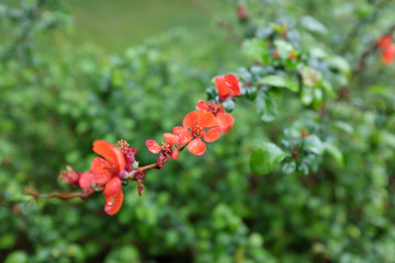 Chaenomeles speciosa (Salmon Horizon), outdoor plants 2020