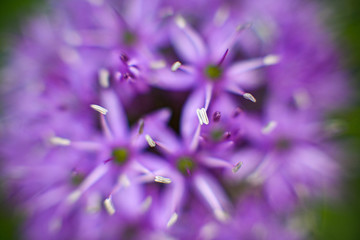 Dust prisoners in focus - a purple flower close up.
