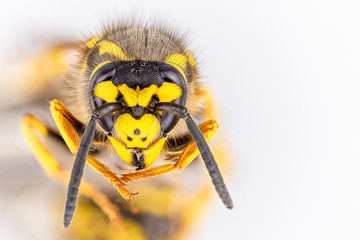 Makro einer Wespe isoliert mit weißem Hintergrund (Focus Stacking)