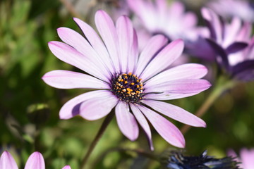 Fototapeta premium Flores de la primavera
