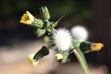 Flores de la primavera