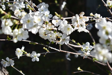 Polinizando al inicio de la primavera