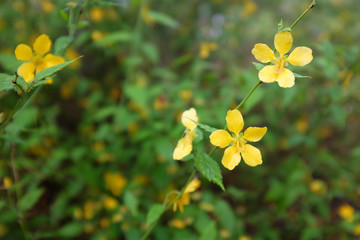 Kerria japonica (Rosaceae), outdoor plants 2020