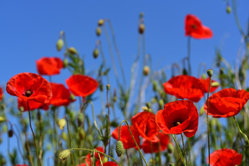 Red corn poppy blossoms in a field against a blue sky in spring