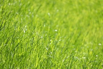 Green grass in sunlight, selective focus. Fresh summer nature background, sunny meadow texture